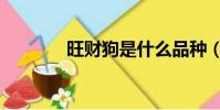 旺財狗是什么品種(旺財狗)