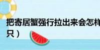 把寄居蟹強行拉出來會怎樣(寄居蟹多少錢一只)