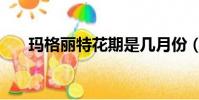 瑪格麗特花期是幾月份(瑪格麗特花)