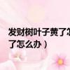 發財樹葉子黃了怎么辦呢怎么能讓它綠了啊（發財樹葉子黃了怎么辦）