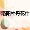 洛陽牡丹花什么時候開（牡丹花什么時候開）