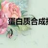 蛋白質合成指數低是什么意思?（蛋白質合成）