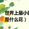 世界上最小的花是什么花?（世界上最小的花是什么花）
