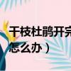 干枝杜鵑開完花后發嫩芽了（干枝杜鵑開完花怎么辦）
