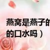 燕窩是燕子的口水嗎真相在這里（燕窩是燕子的口水嗎）