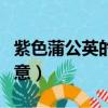 紫色蒲公英的花語與寓意（蒲公英的花語與寓意）