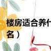 樓房適合養什么狗排名（樓房最適合養的狗排名）