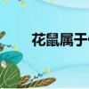 花鼠屬于什么科（花鼠明星俱樂部）