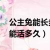 公主兔能長多大 公主兔多少錢一只（公主兔能活多久）