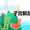 子宮解剖結構圖解圖（子宮解剖）