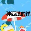 種西瓜的詳細方法和全部技術（種西瓜）