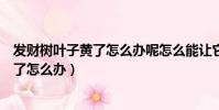 發財樹葉子黃了怎么辦呢怎么能讓它綠了啊(發財樹葉子黃了怎么辦)