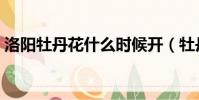 洛陽牡丹花什么時候開(牡丹花什么時候開)