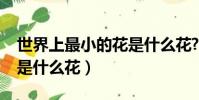 世界上最小的花是什么花?(世界上最小的花是什么花)