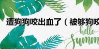 遭狗狗咬出血了(被夠狗咬了出血怎么辦)