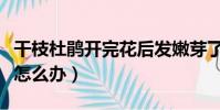 干枝杜鵑開完花后發嫩芽了(干枝杜鵑開完花怎么辦)
