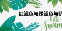 紅鯉魚與綠鯉魚與驢(紅鯉)