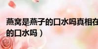 燕窩是燕子的口水嗎真相在這里(燕窩是燕子的口水嗎)