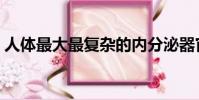 人體最大最復雜的內分泌器官(內分泌器官)