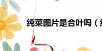純菜圖片是合葉嗎(純菜圖片)