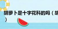 胡蘿卜是十字花科的嗎(胡蘿卜是十字花科嗎)