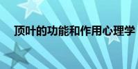 頂葉的功能和作用心理學(頂葉的功能)