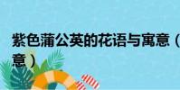 紫色蒲公英的花語與寓意(蒲公英的花語與寓意)