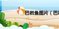 巴巖魚圖片(巴巖魚)