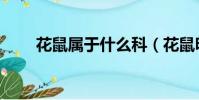 花鼠屬于什么科(花鼠明星俱樂部)
