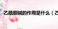 乙酰膽堿的作用是什么(乙酰膽堿的作用)