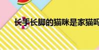 長手長腳的貓咪是家貓嗎(長手的貓)