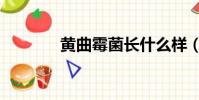黃曲霉菌長什么樣(黃曲霉)