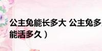 公主兔能長多大 公主兔多少錢一只(公主兔能活多久)