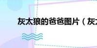 灰太狼的爸爸圖片(灰太狼的爸爸)