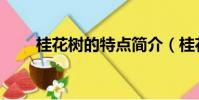 桂花樹的特點簡介(桂花樹的特點)