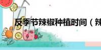 反季節辣椒種植時間(辣椒種植時間)