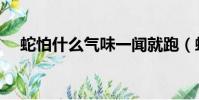 蛇怕什么氣味一聞就跑(蛇怕什么東西)
