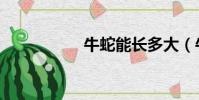 牛蛇能長多大(牛蛇)