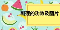 刺蓮的功效及圖片(刺蓮)