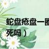 蛇盤瘡盤一圈人會就死嗎（蛇盤瘡盤一圈人會死嗎）