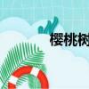 櫻桃樹開花嗎?（櫻桃樹開花）