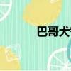 巴哥犬智商高嗎（巴哥犬智商）