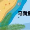 馬面魚又叫什么魚（馬面魚）