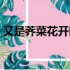 又是薺菜花開時文中答案（又是薺菜花開時）