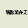 醋酸菌在無氧條件下產生什么（醋酸菌）
