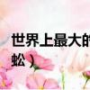 世界上最大的蜈蚣真實視頻（世界上最大的蜈蚣）