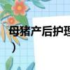 母豬產后護理專業錄取分數線（母豬產后護理）