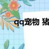 qq寵物 豬豬（qq寵物豬豬免費領養）