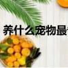 養什么寵物最省心干凈（養什么寵物最省心）