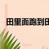 田里面跑到田外面（田里跑到田外打一字）